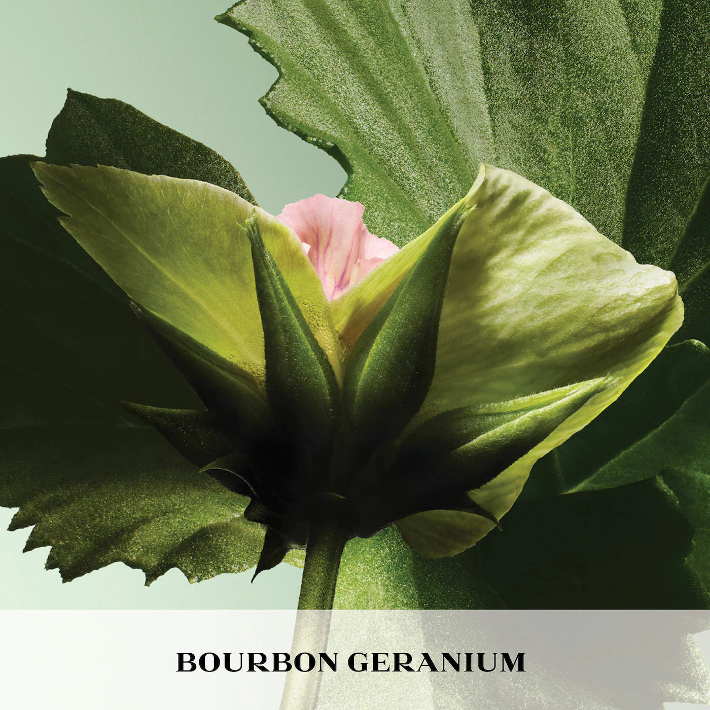 Paradigme Eau de Parfum with Bergamot - PRADA / Fragancia para hombre