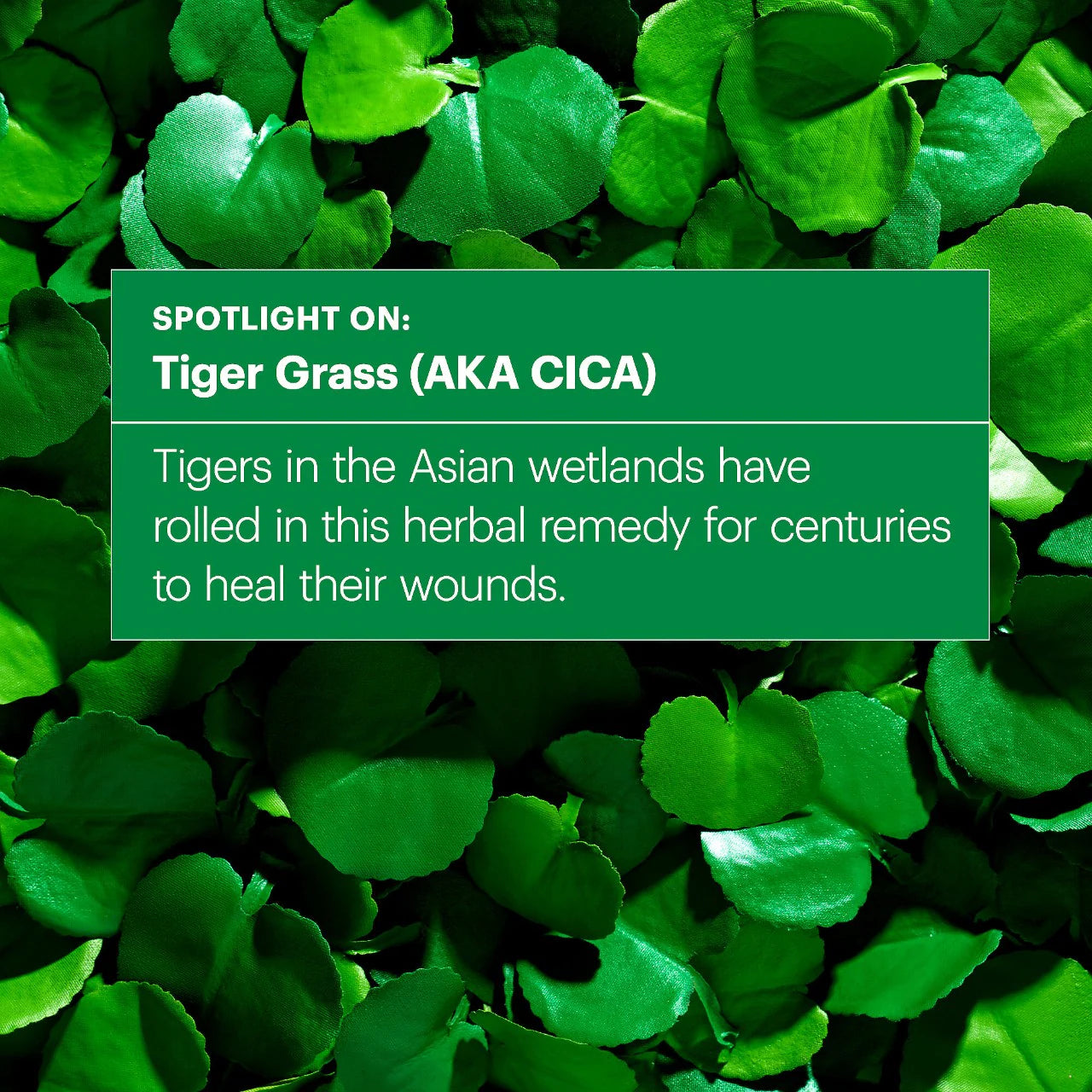 *PREORDEN: Cicapair™50mL Tiger Grass Color Correcting Treatment SPF 30 - Dr.Jart+ / Crema para corregir el enrojecimiento