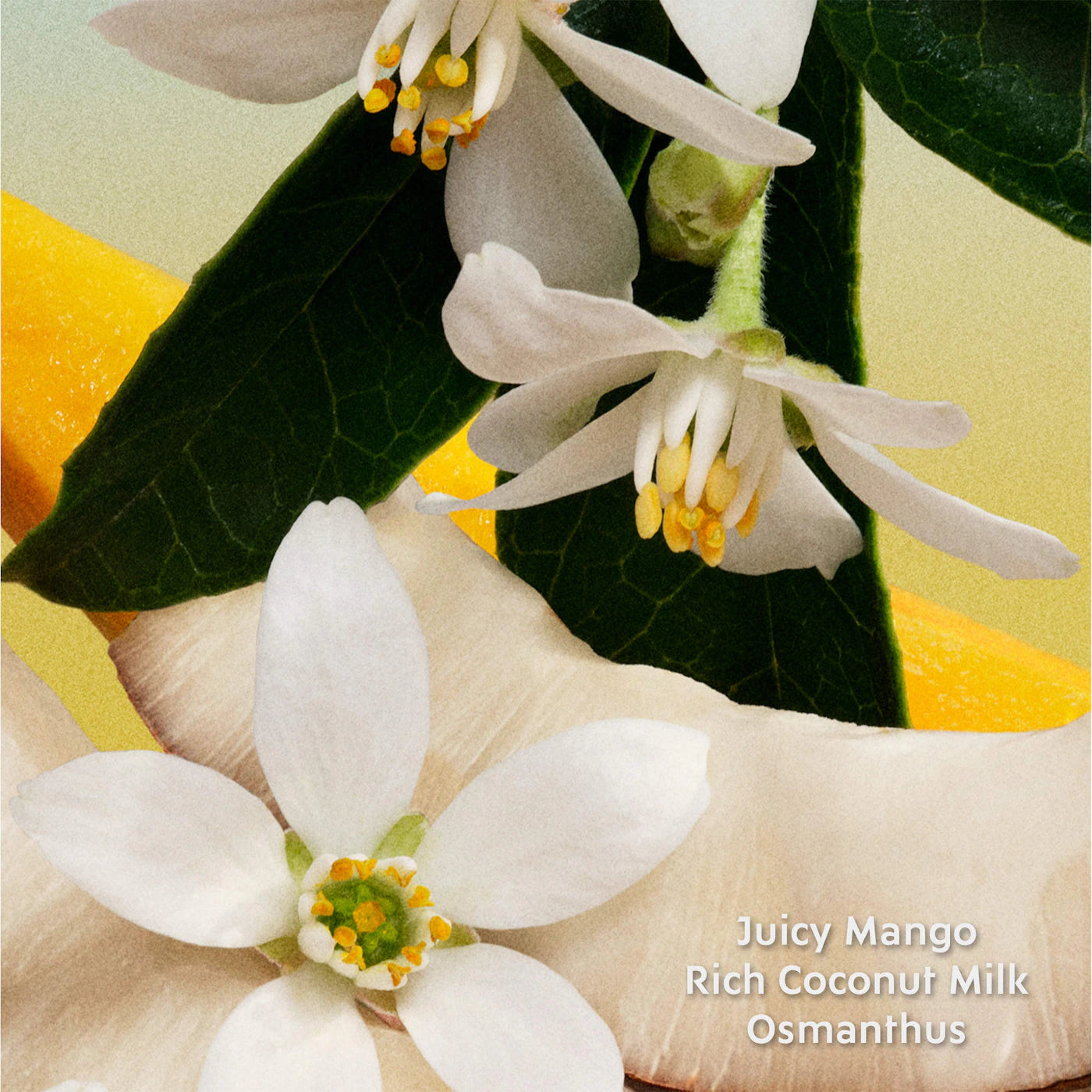 Mini fleur de Lait Eau de Parfum with Coconut Milk 7.5mL - Miu Miu / Mini perfume